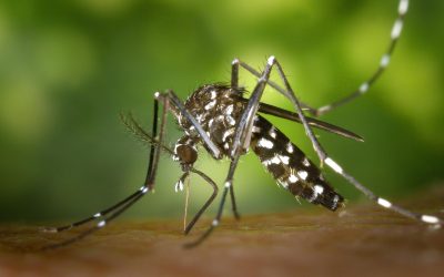 La zanzara Aedes e il virus dengue